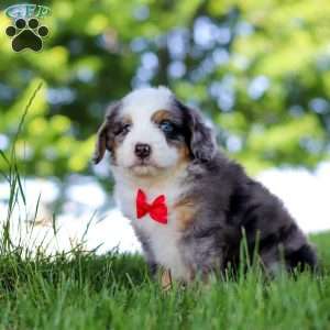 Dragonfly, Mini Bernedoodle Puppy